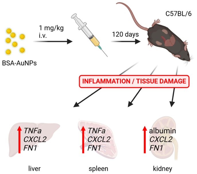 Schéma výskumu účinkov nanočastíc zlata aplikovaných do organizmu myši počas 120 dní.