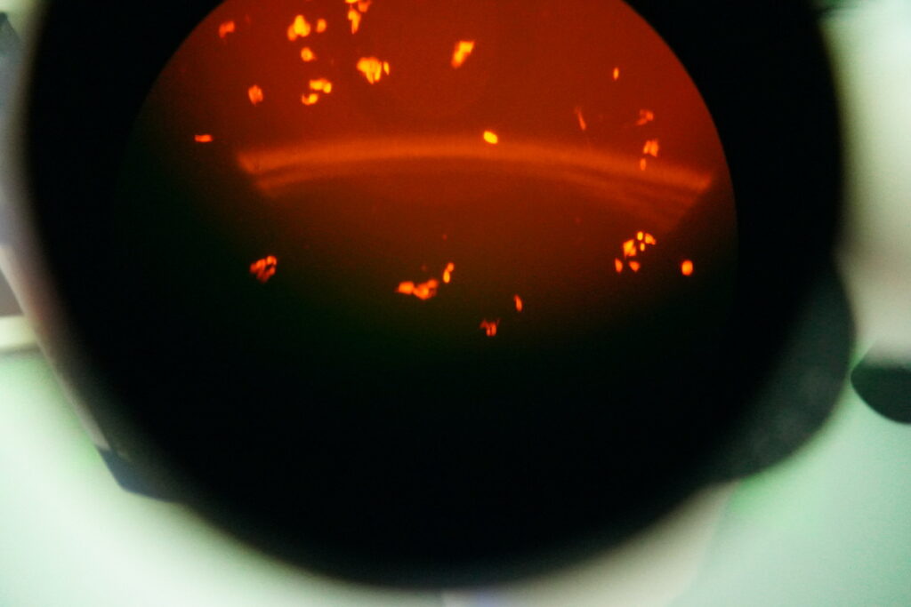 Research group Cellular and Molecular Metabolism.