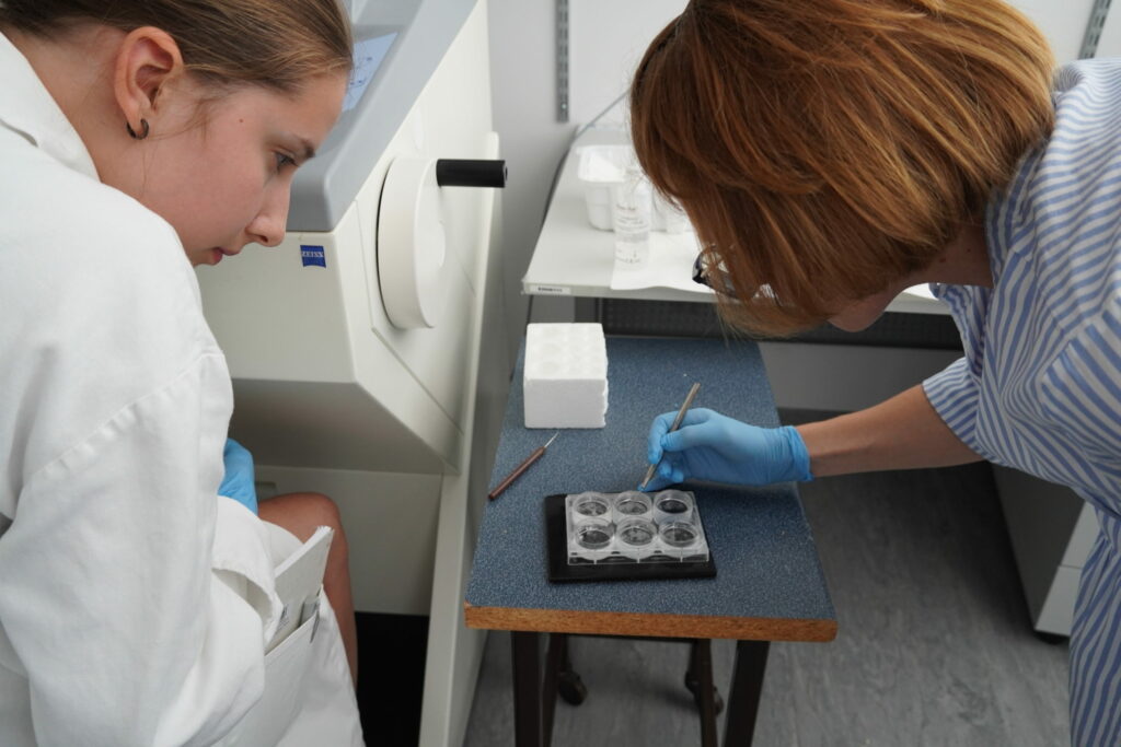 Práca s rezmi mozgového tkaniva.