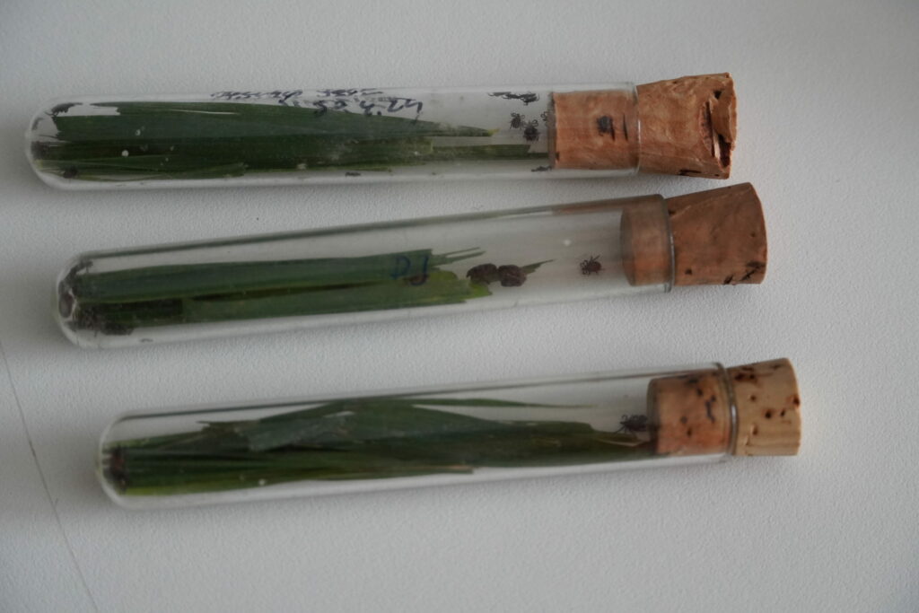 Kliešte v skúmavkách.