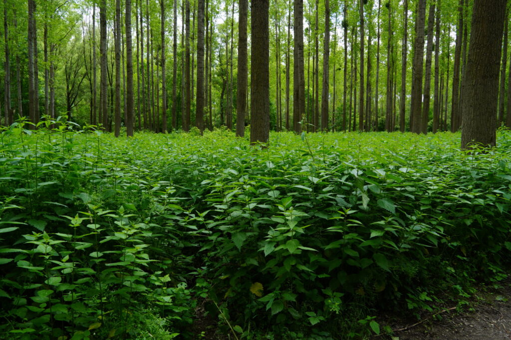 Výlet do oblasti dunajských luhov s ochranárskym združením BROZ.