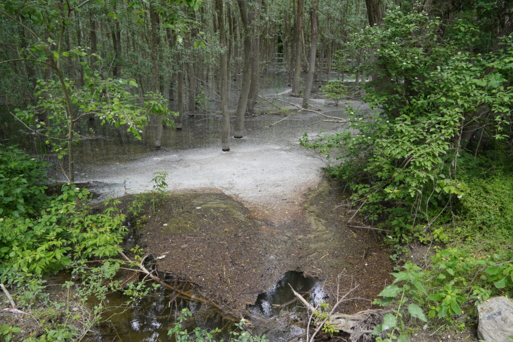 Výlet do oblasti dunajských luhov s ochranárskym združením BROZ.