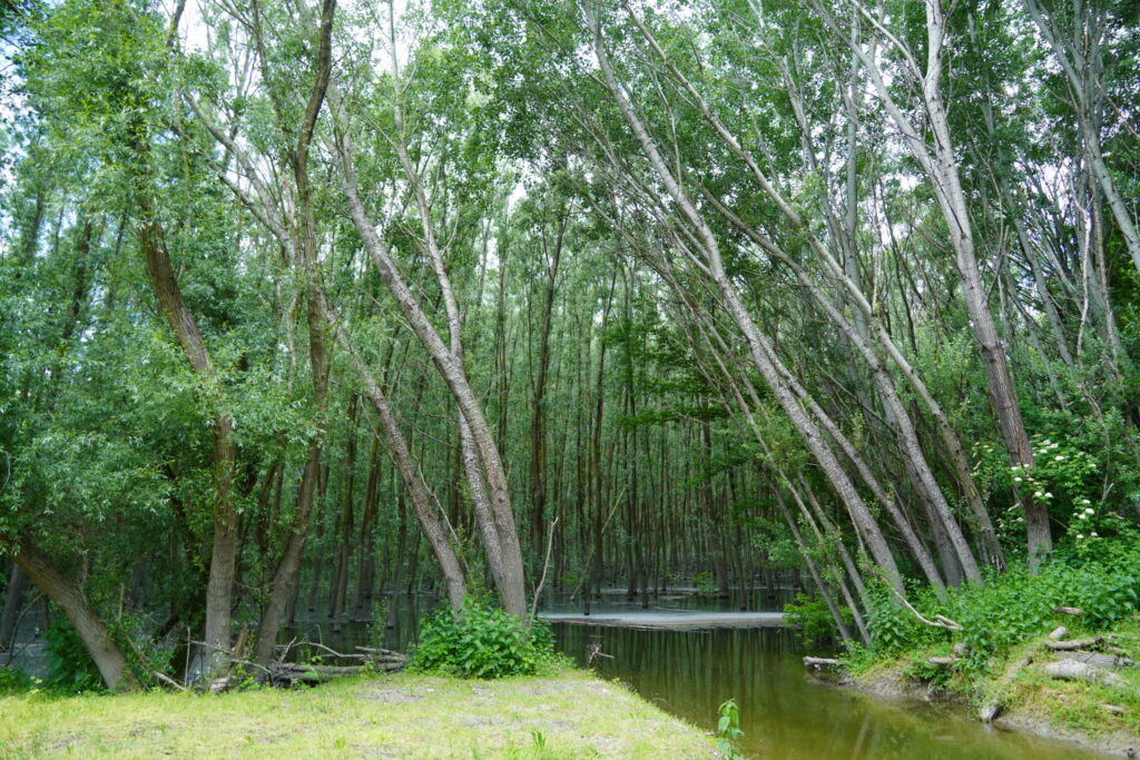 Výlet do oblasti dunajských luhov s ochranárskym združením BROZ.