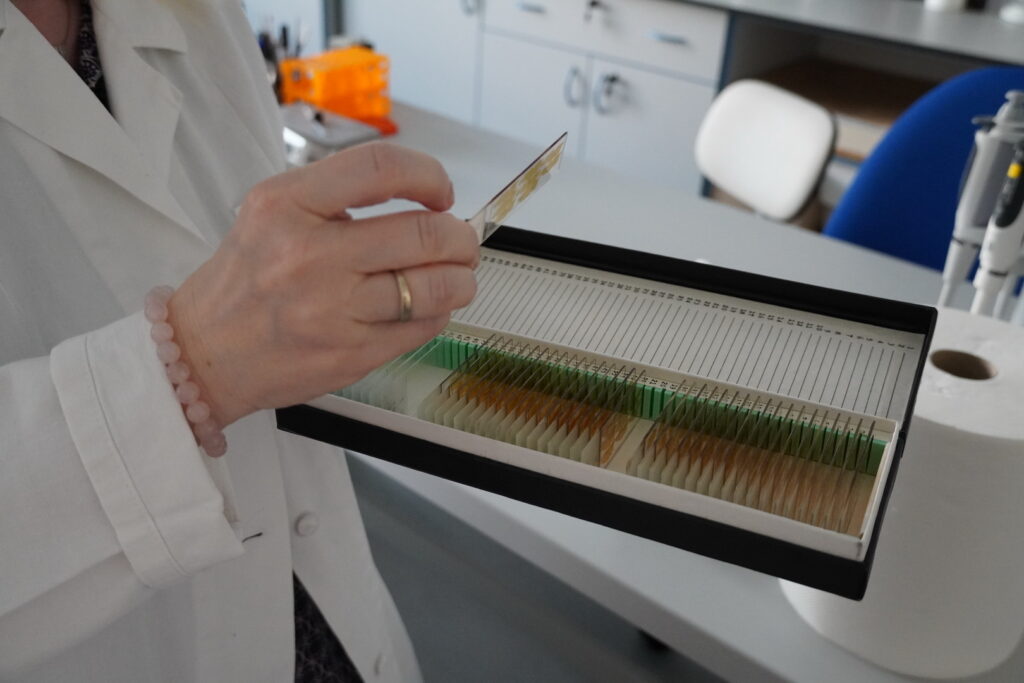 Výskumná skupina Regeneračná medicína a bunková terapia