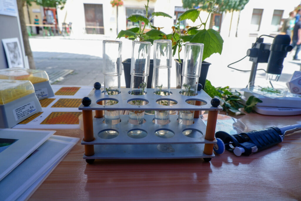 Rastliny pestované v skúmavke.