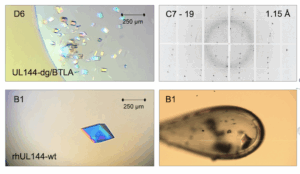 Illustration of Ivana Nemčovič's team's research on the mechanisms of the immune response induced by human cytomegalovirus (HCMV).