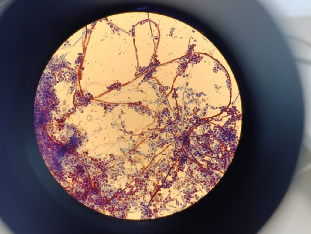 Laboratórium diagnostiky a prevencie rickettsiových a chlamýdiových nákaz