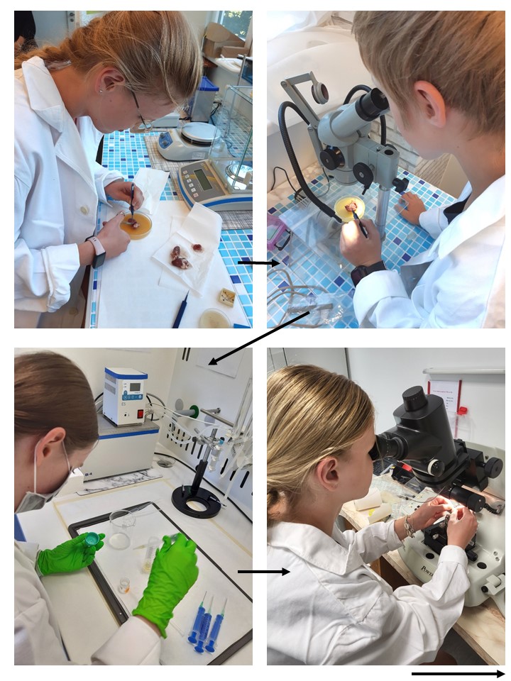 práca v laboratóriu účastníkov Letnej školy mladých vedcov 2022 v Biomedicínskom centre SAV, v. v. i.