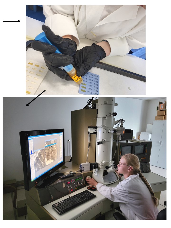 práca v laboratóriu účastníkov Letnej školy mladých vedcov 2022 v Biomedicínskom centre SAV, v. v. i.