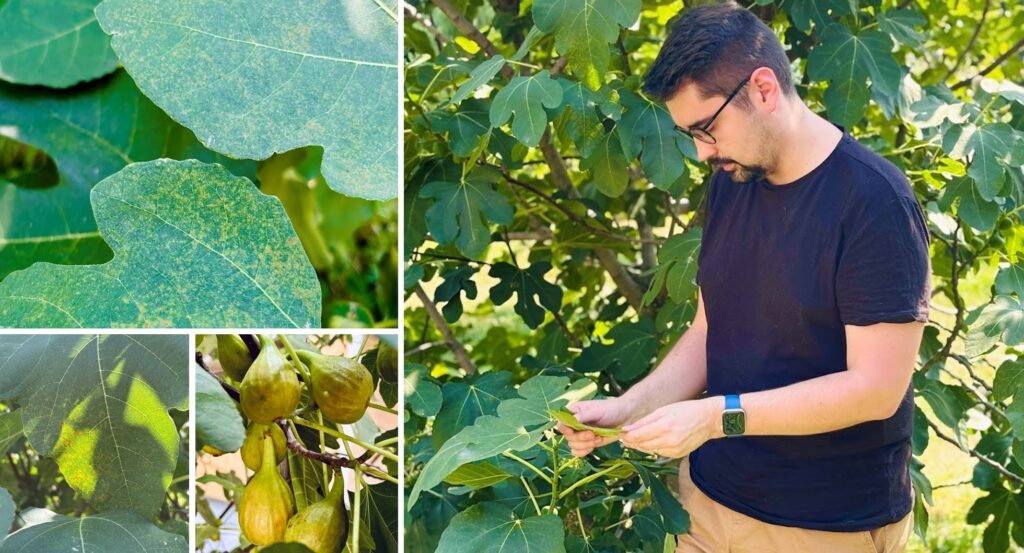 Figovník napadnutý vírusom a výskumník B...