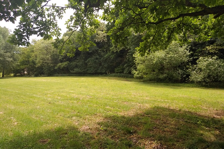 trávnatá plocha so stromami v areáli SAV...