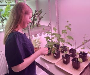 Výskumníčka Mgr. Jana Kemenczeiová ošetruje rastliny experimentálne infikované viroidom.