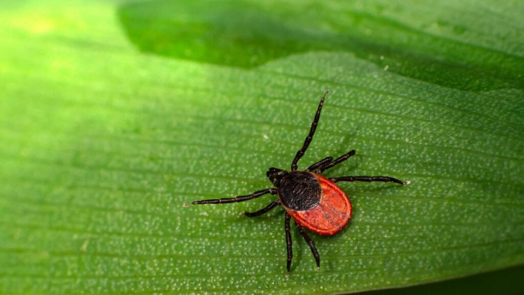 Kliešť - ilustračné foto.