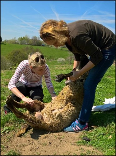 Odber vzoriek hospodárskych zvierat.