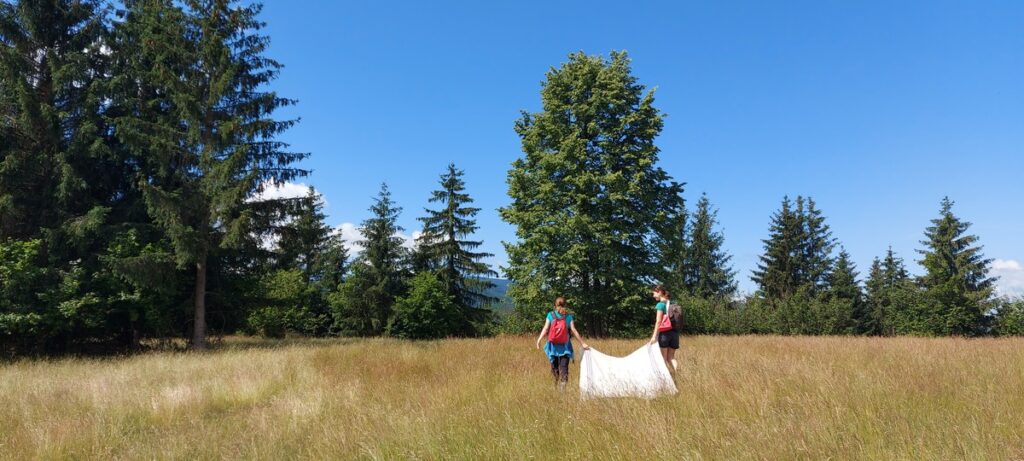 Collecting ticks as part of research.