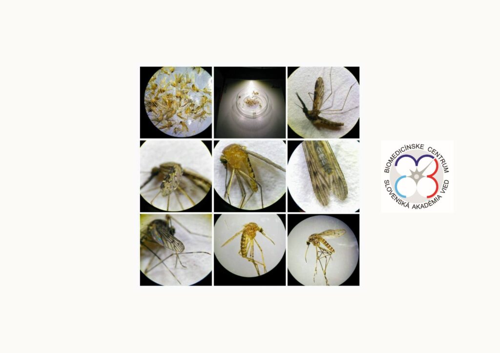 viaceré zobrazenia komárov pod mikroskop...