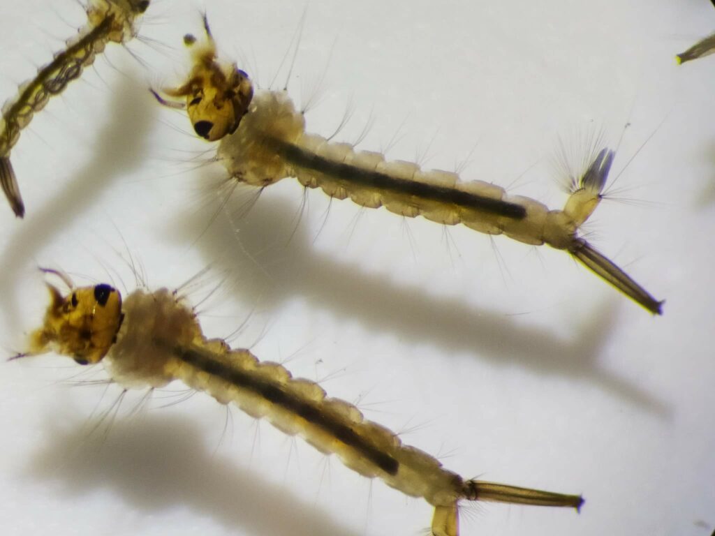 Komáre pod mikroskopom