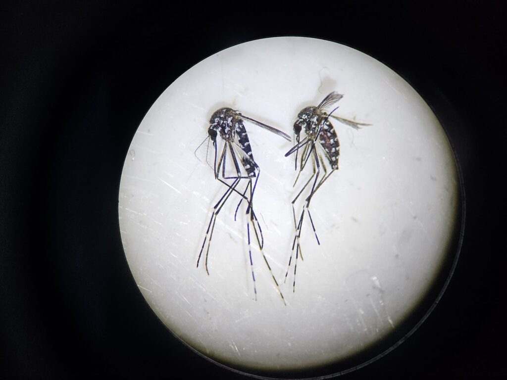 Tiger mosquitoes under the microscope.