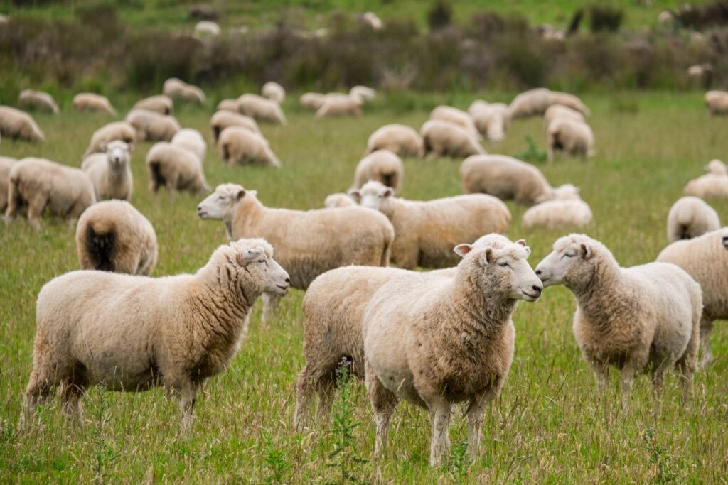 Ilustračný obrázok ovce.