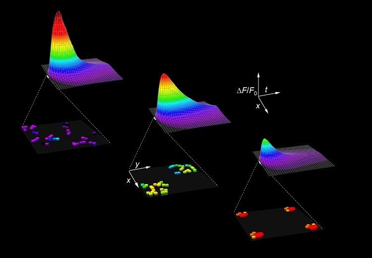 Images of three simulated calcium sparks...