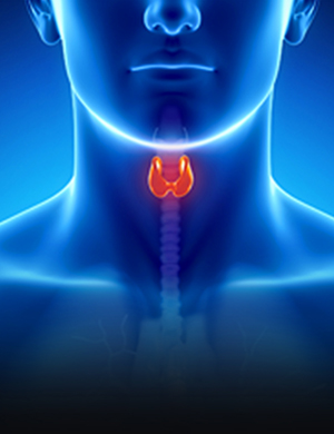 Institute<br>of Experimental<br>Endocrinology