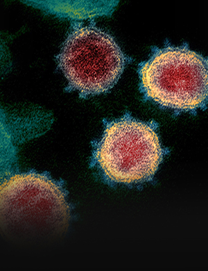 Institute of<br>Virology