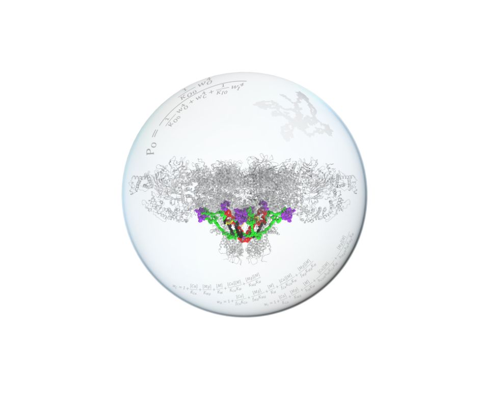 The figure shows a model of the molecula...