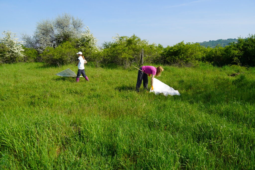 Zber kliešťov v okolí Bratislavy.