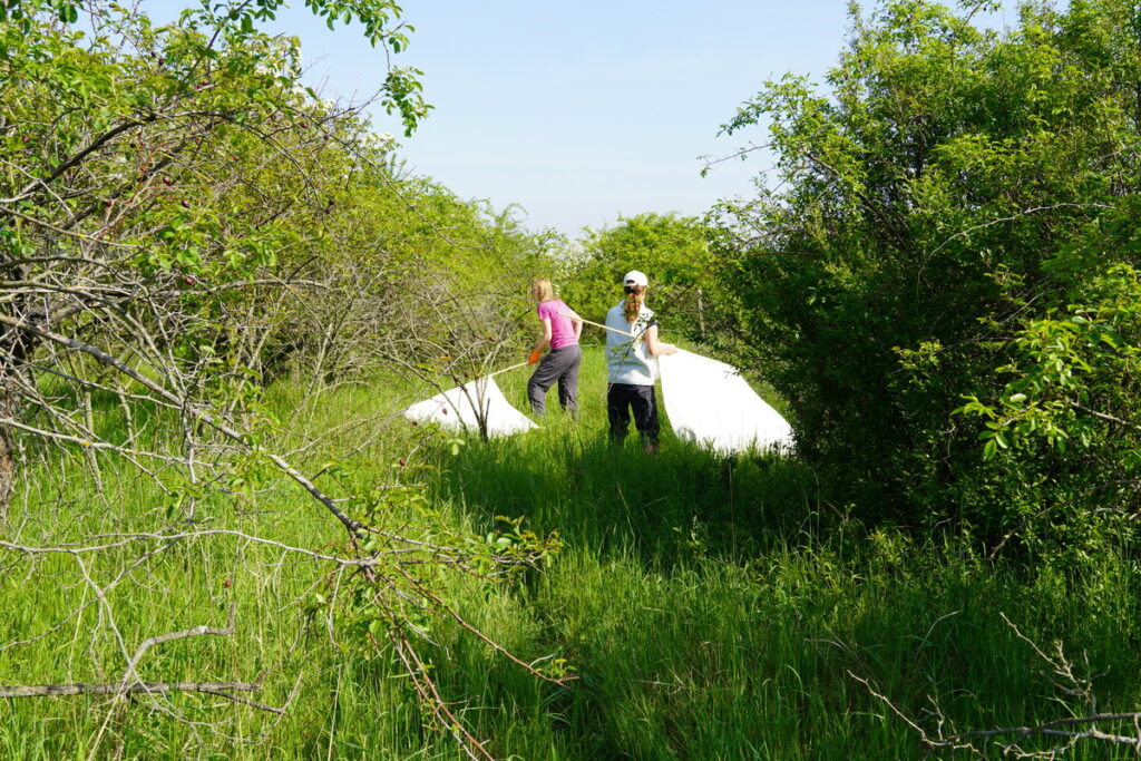 Zber kliešťov v okolí Bratislavy.